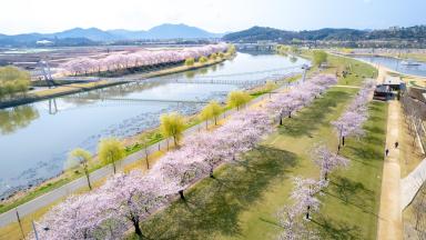 그린아일랜드 벚꽃