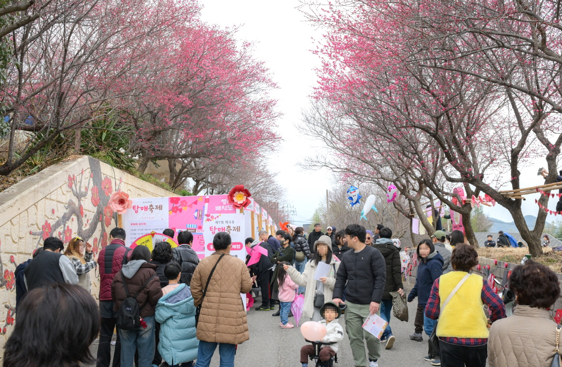  순천시의 첫 봄을 알리는 ‘제8회 매곡동 탐매축제’ 개최- 붉게 피어난 홍매화 아래, 문화의 봄이 시작된다 - 순천시가 오는 3월 7일 토요일 탐매희망센터 일원에서 ‘홍매화가 알리는 봄, 원도심에서 시작되는 문화’를 주제로 ‘제8회 매곡동 탐매축제’를 개최한다고 밝혔다. 대한민국에서 가장 먼저 피는 홍매화로 이름난 매곡동에서 열리는 이번 축제는 붉게 피어난 홍매화 아래 문화의 봄이 시작되는 축제로 기획됐다. 원도심에서 펼쳐지는 감각적인 콘텐츠와 힐링 공간을 통해 시민과 관광객 모두가 머물며 즐기는 축제로 한 단계 도약한다는 계획이다. 올해 순천시 첫 축제의 시작을 알리는 이번 탐매축제는 ‘붉게 피어난 홍매화 아래, 문화의 봄이 시작되는 탐매축제’를 콘셉트로 원도심 매곡동의 지역 특색을 살린 세대공감 문화콘텐츠를 선보인다. ▲다양한 체험 프로그램을 통해 오감으로 봄기운을 느끼는‘감각’ ▲홍매화와 어우러져 ‘감동’을 더할 공연 ▲홍매화 아래 잠시 머물며 쉼과 여유를 누릴 수 있는 힐링 공간을 통한 ‘치유’를 담아, 축제를 찾은 시민과 관광객 모두가 보고, 듣고, 느끼며 즐기는 봄날의 추억을 선사할 예정이다. 이번 축제에서는 홍매화 연계 문화 프로그램으로 캘리그래피, 매실 활용 전시 등 다양한 체험 부스를 비롯해 스탬프 투어, 지역 상점 및 공방과 연계한 플리마켓, 먹거리 부스, 각종 부대행사 등 풍성한 프로그램을 마련해 방문객의 발길을 사로잡을 계획이다. 특히, 지난해에 이어 매곡동의 기독교 선교 역사 자원을 알리기 위해 국가유산 연계 해설 투어 부스를 운영하며, 지역 대학과 연계한 콘텐츠 체험 부스를 통해 원도심의 문화자원을 살린 차별화된 콘텐츠도 선보일 예정이다. 시 관계자는 “홍매화가 가득한 매곡동에서 봄의 시작을 함께하시길 바란다”며 “원도심에서 시작되는 문화의 바람이 시민의 일상 속으로 자연스럽게 스며드는 계기가 되기를 기대한다”고 말했다.  