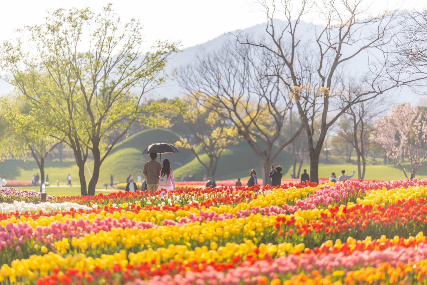   순천만국가정원 튤립 절정, “지금 놓치면 1년 기다린다”- 4월 중순까지 절정 유지…이번 주말 ‘튤립왔나봄’ 행사도 열려 - 순천만국가정원이 봄의 절정을 맞이했다. 국가정원 전역에 150만 송이의 튤립이 일제히 피어나며 장관을 이루고 있다. 붉은빛·노란빛·분홍빛 등 형형색색의 튤립 물결은 4월 중순까지 최고 전성기를 유지할 것으로 전망된다. 이 시기를 놓치면 내년 봄까지 기다려야 한다. 순천만국가정원의 튤립은 다른 명소와는 다르다. 여느 튤립 명소들이 ‘걷고 보고 떠나는’ 곳이라면, 순천만국가정원의 튤립은 ‘머무는 봄’이다. 드넓은 잔디밭에 돗자리를 펴고 누워 튤립 너머로 펼쳐지는 하늘과 바람, 꽃내음을 고스란히 느낄 수 있다. 꽃 앞에서 서둘러 사진만 찍고 돌아가는 것이 아니라, 봄 한가운데 온전히 앉아 쉬어갈 수 있는 치유와 여유가 있는 곳이다. 튤립의 바다에 흠뻑 빠지고 싶다면 노을정원을 추천한다. 가장 많은 튤립이 펼쳐진 곳으로, 굳이 허리를 숙이지 않아도 튤립과 자연스럽게 사진을 찍을 수 있다. 정갈하게 가꿔진 튤립을 보고 싶다면 스페이스허브가 제격이다. 전망대에서 내려다보면 모양마다 저마다의 색을 뽐내는 튤립들이 한눈에 들어온다. 길게 펼쳐진 잔디밭에 돗자리를 펴고 여유를 즐기기에도 더없이 좋은 공간이다. 순천만국가정원 튤립의 정수는 역시 네덜란드 정원이다. 정원 개장 이래 꾸준히 사랑받아 온 이곳에서는 풍차를 배경으로 인생 사진을 남길 수 있다. 특히 이번 주말에는 네덜란드 정원에서 ‘튤립왔나봄’ 행사가 열린다. 튤립과 관련된 다양한 체험 프로그램은 물론 그동안 입장이 제한됐던 풍차를 임시 개방해 관람객들에게 특별한 경험을 선사할 예정이다. 순천만국가정원 관계자는 “정원의 품속에서 완연한 봄의 휴식을 느끼고 가시길 바란다”며 “정원을 찾는 방문객이 지역 곳곳으로 퍼져나가 지역 소상공인들에게도 활기가 돌아오길 기대한다”고 전했다.