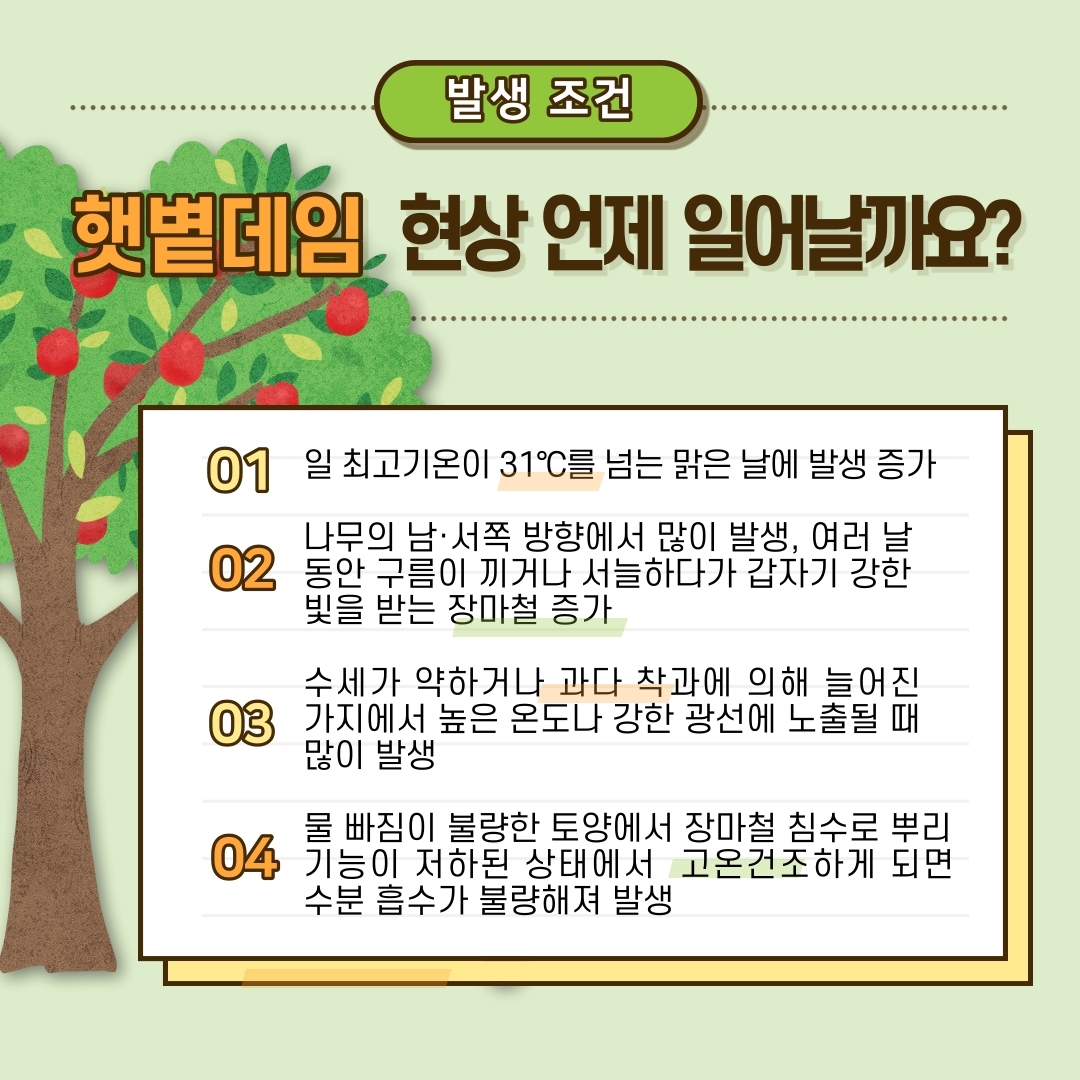 과수 햇볕데임 주의하세요 (3).jpg 이미지입니다.