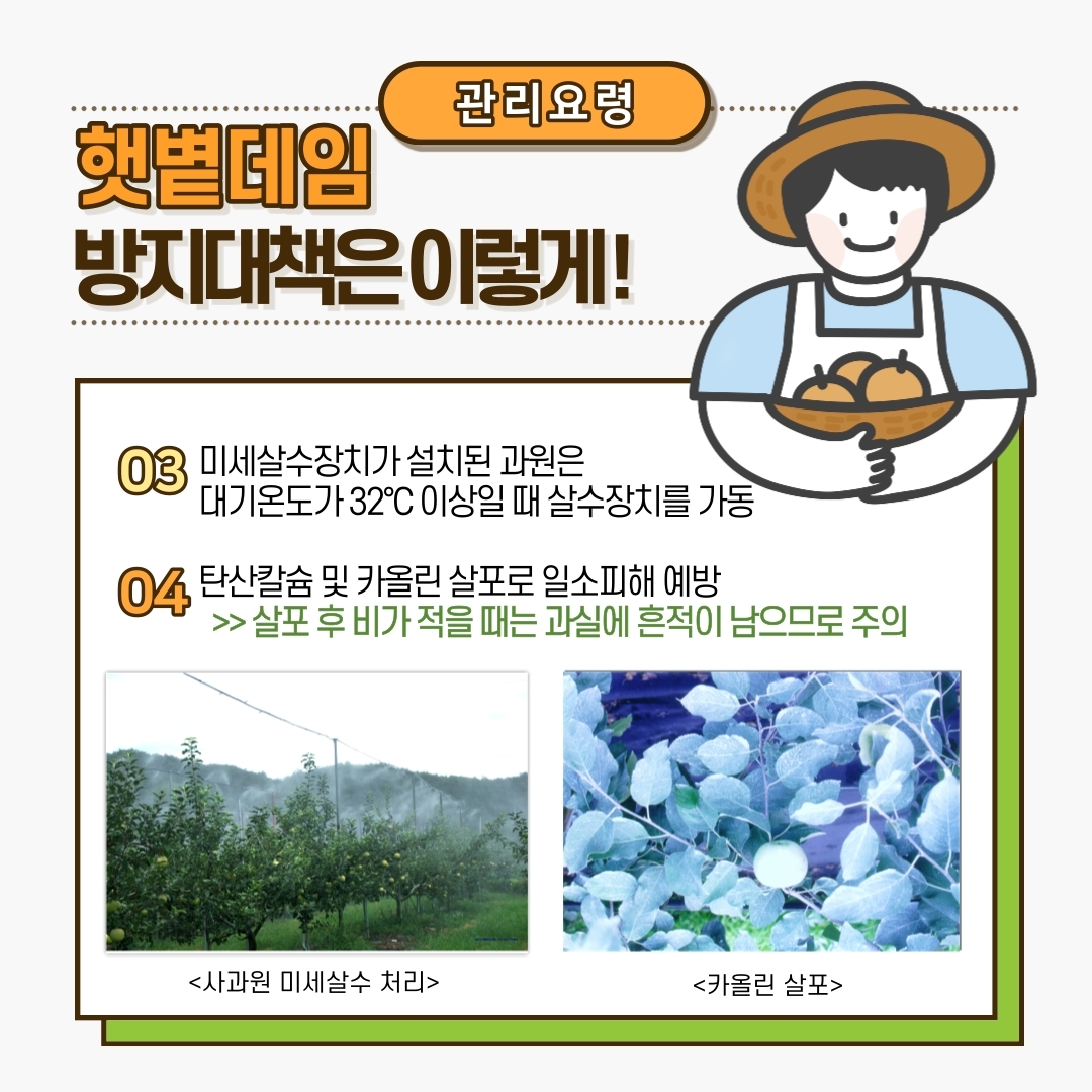 과수 햇볕데임 주의하세요 (5).jpg 이미지입니다.