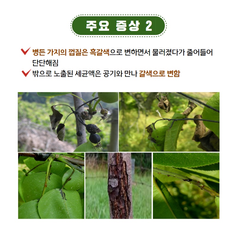 과수화상병 유입방지 실천사항 (4).jpg 이미지입니다.