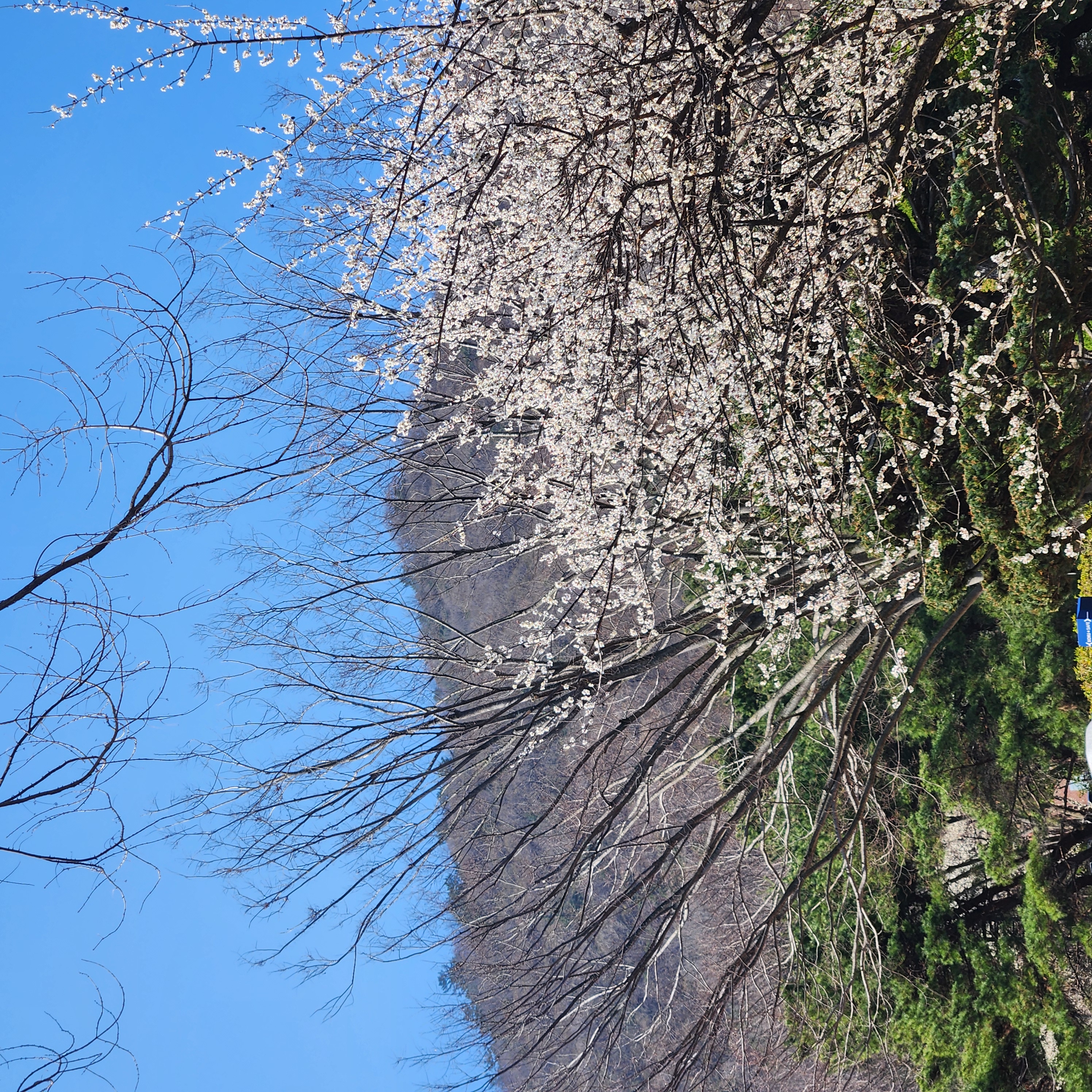 20250317_110234.jpg 이미지입니다.